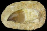 Rooted Mosasaur (Prognathodon) Tooth #114486-1